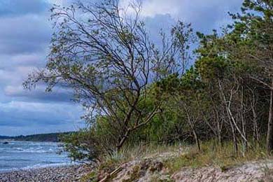 新黄豆炒排骨怎么炒好吃